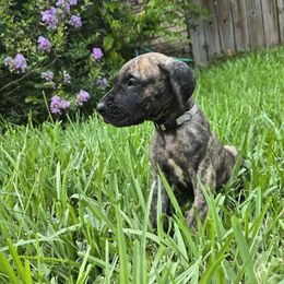 Grey collar brindle male - Brindle male Great Dane puppy in Houston, Texas from Draggin Dobermans & Great Danes