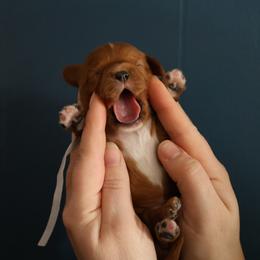 Clover - Ruby male Cavalier King Charles Spaniel puppy in Payette, Idaho from Stonewick Retrievers