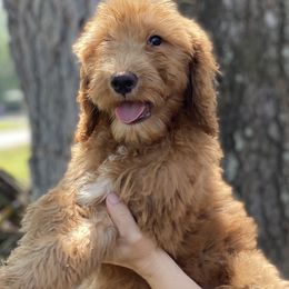 Boy 4 - Red  Goldendoodle puppy in Bradenton, Florida from Doodle Acres
