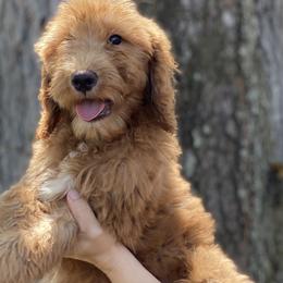 Boy 4 - Red  Goldendoodle puppy in Bradenton, Florida from Doodle Acres
