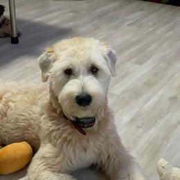 Archie - Soft Coated Wheaten Terrier