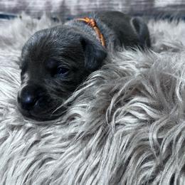 Orange Collar - Gray male Cane Corso puppy in Fritch, Texas from Carrie Brown's Cane Corsos