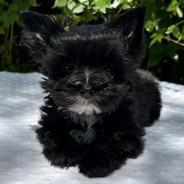 Ozzy - Black and tan male Yorkshire Terrier puppy in Bunnell, Florida from Royal Biewer and Royal Aussies
