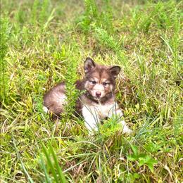 Abaiyvchi - male Native American Indian Dog puppy in Green Creek, North Carolina from Corn Moon Medicine Dogs