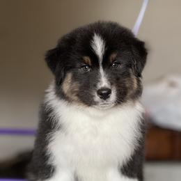 Ghost - Black tri-color male Australian Shepherd puppy in Augusta, Georgia from Incendia Aussies & Dobies
