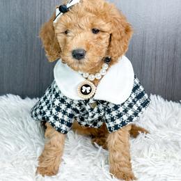 Comet - Apricot female Goldendoodle puppy in Otisville, Michigan from Danie’s Darling Doodles LLC