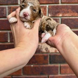 Sven - Chocolate merle male Bernedoodle puppy in Owasso, Oklahoma from Kallams Bernedoodles & Bernese Mountain Dogs