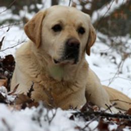 Labrador Retrievers from Duckback Labs