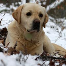 Labrador Retrievers from Duckback Labs