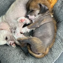 Chinese Crested Puppies from Rose’s Chinese Cresteds