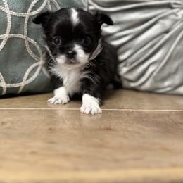 Chihuahua Puppies from Clan Cordovathone