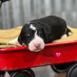 Holly - Tri-color female Bernedoodle puppy in El Campo, Texas from Little Fur Friends Bernedoodles