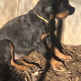 Yellow collar - Black and mahogany female Rottweiler puppy in Hermitage, Tennessee from Morris Rottweilers