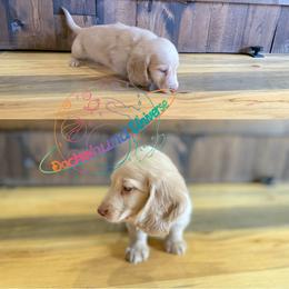 Dachshund Puppies from Dachshund Universe