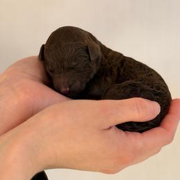 Diesel - Brown male Poodle puppy in Hartwell, Georgia from Lake Hartwell Standard Poodles