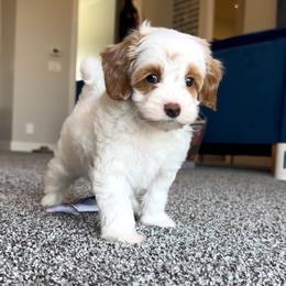 Morty - Parti male Goldendoodle puppy in St. George, Utah from Utah Mini Doodles