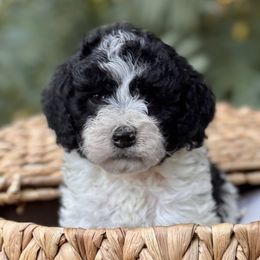 S’mores - Black and white male Bernedoodle puppy in Vacaville, California from Starlight Goldendoodles