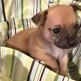 Red Black Male - Black and red male Chihuahua puppy in Sherwood, Arkansas from Bartelt Breeders