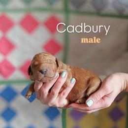 Cadbury - Red  male Goldendoodle puppy in Ringgold, Georgia from Re Family Doodles