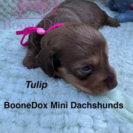 Tulip - Chocolate and cream female Dachshund puppy in Lexington, Oklahoma from BooneDox Miniature Dachshunds