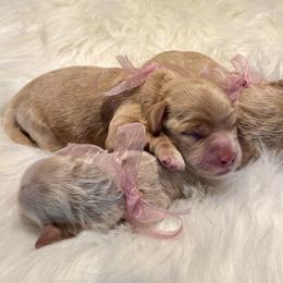 Valentina - Golden female Cockapoo puppy in Roseville, California from Darby Park Doodles