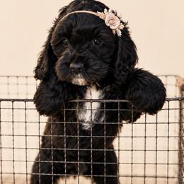 Fig - Black and white female Cockapoo puppy in Santa Barbara, California from K+C Doodles