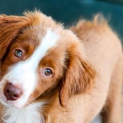 Johnny B. Goode - Apricot Assorted Doodle Crosses puppy in Indianapolis, Indiana from Do Wah Diddy Doodles