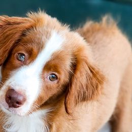 Johnny B. Goode - Apricot Assorted Doodle Crosses puppy in Indianapolis, Indiana from Do Wah Diddy Doodles