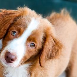 Johnny B. Goode - Apricot Assorted Doodle Crosses puppy in Indianapolis, Indiana from Do Wah Diddy Doodles
