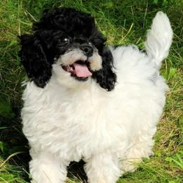 Poodles from Pine Ridge Kennels