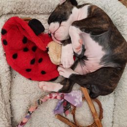 Treble - Boxer puppy in Ellensburg, Washington from Savvy Boxers Seattle