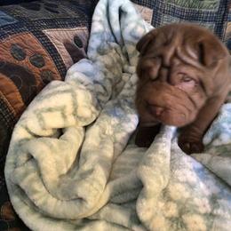 Chinese Shar-Pei Puppies from Bilderbear Shar-Pei