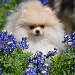 Keeshond and Pomeranian Puppies from Vivid Keeshond and poms