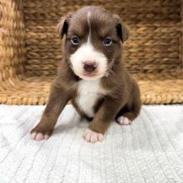 Rio - Red tri-color male Australian Shepherd puppy in Unionville, Iowa from Soap Creek Kennels