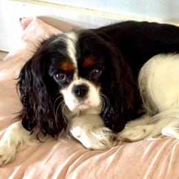 Daphne - Cavalier King Charles Spaniel