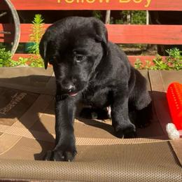 Yellow - Black male Labrador Retriever puppy in Monticello, Georgia from Hollow Meadows Retrievers