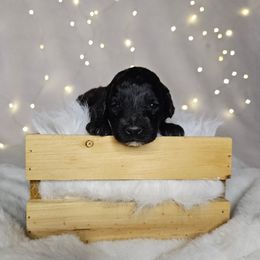 Galaxy - Black male Poodle puppy in Doerun, Georgia from Twig & Tail Puppies