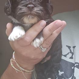 Blue Male - Brown and white male Cockapoo puppy in Mocksville, North Carolina from Hunting Creek Farms