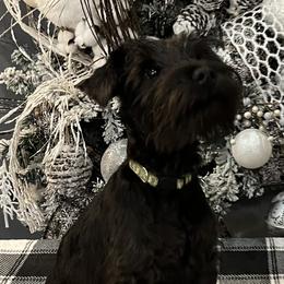 Ace - Black male Miniature Schnauzer puppy in Huntsville, Alabama from Edwin and Donna Lawrence