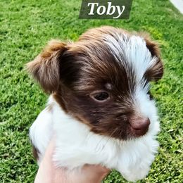 Toby - Chocolate tan and white male Biewer Terrier puppy in Bakersfield, California from Melissa Lichtenberg