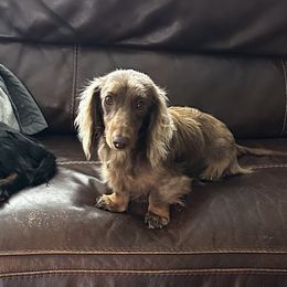 Cocoa - Dachshund