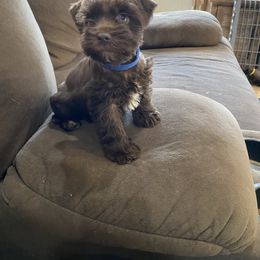 Miniature Schnauzer Puppies from Fran’s Miniature Schnauzer’s