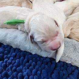 Mr. Green - Light golden male Golden Retriever puppy in Phoenix, Maryland from Tamarind Goldens