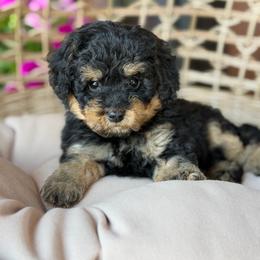 BlackBerry - Phantom female Poodle puppy in Grinnell, Iowa from Rural Iowa Aussies & Doodles