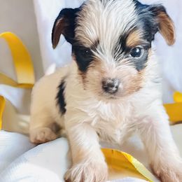 Yorkshire Terrier Puppies from Celestial Family Terriers (Yooper Yorkies)