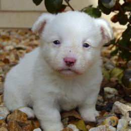 Domino - Blue merle and white female American Corgi puppy in Midway, Arkansas from Wildlings & Wild Things Homestead