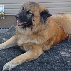Odin - Eurasier