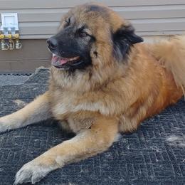 Odin - Eurasier