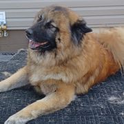 Odin - Eurasier