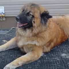 Odin - Eurasier
